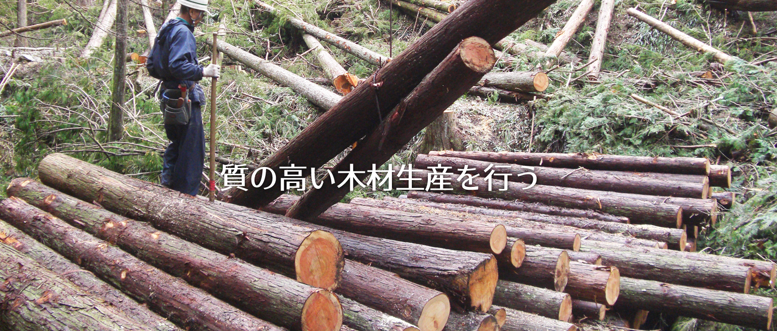質の高い木材生産を行う